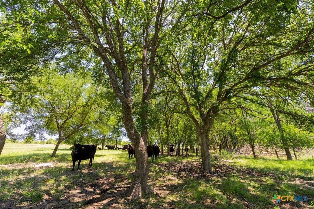 72.07 acres in Coryell County gallery image 4