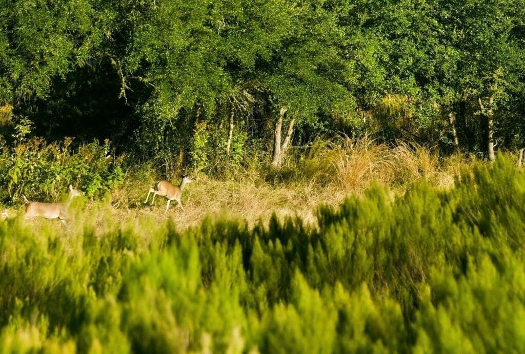 3,235 acres in Hays County - photo 19