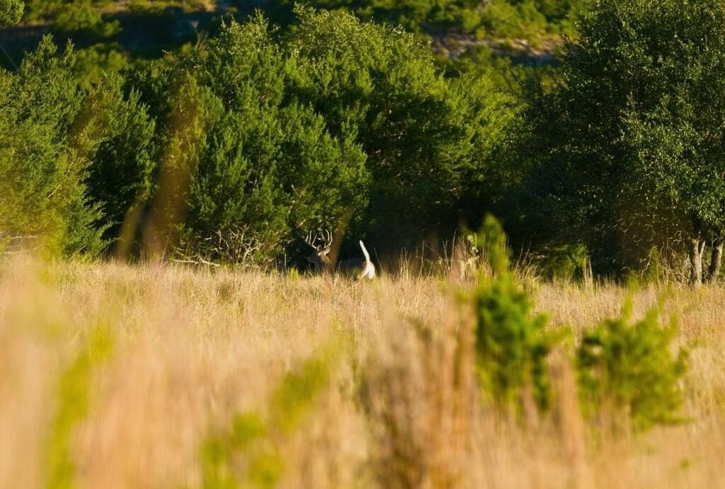 3,235 acres in Hays County - photo 59
