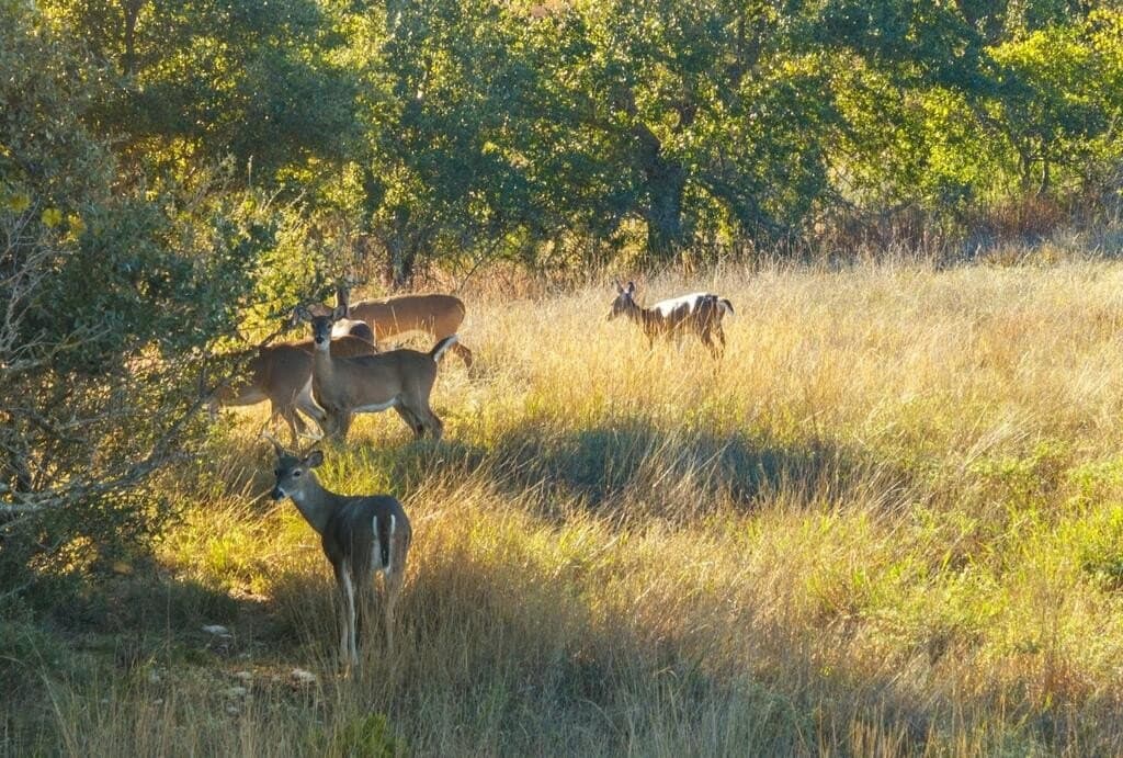 3,235 acres in Hays County - photo 7