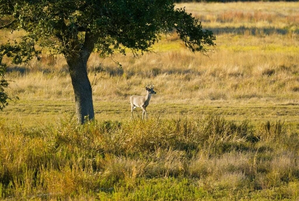 3,235 acres in Hays County - photo 45