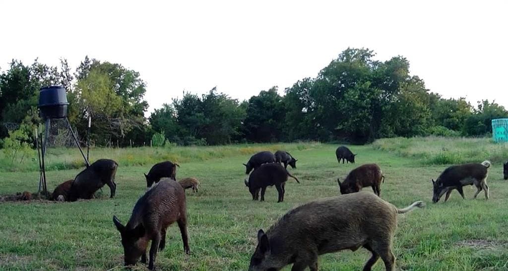 10 acres in Limestone County featured view