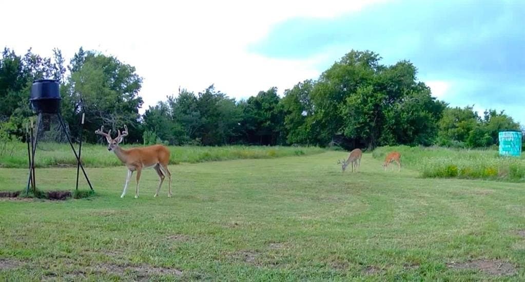 10 acres in Limestone County gallery image 3