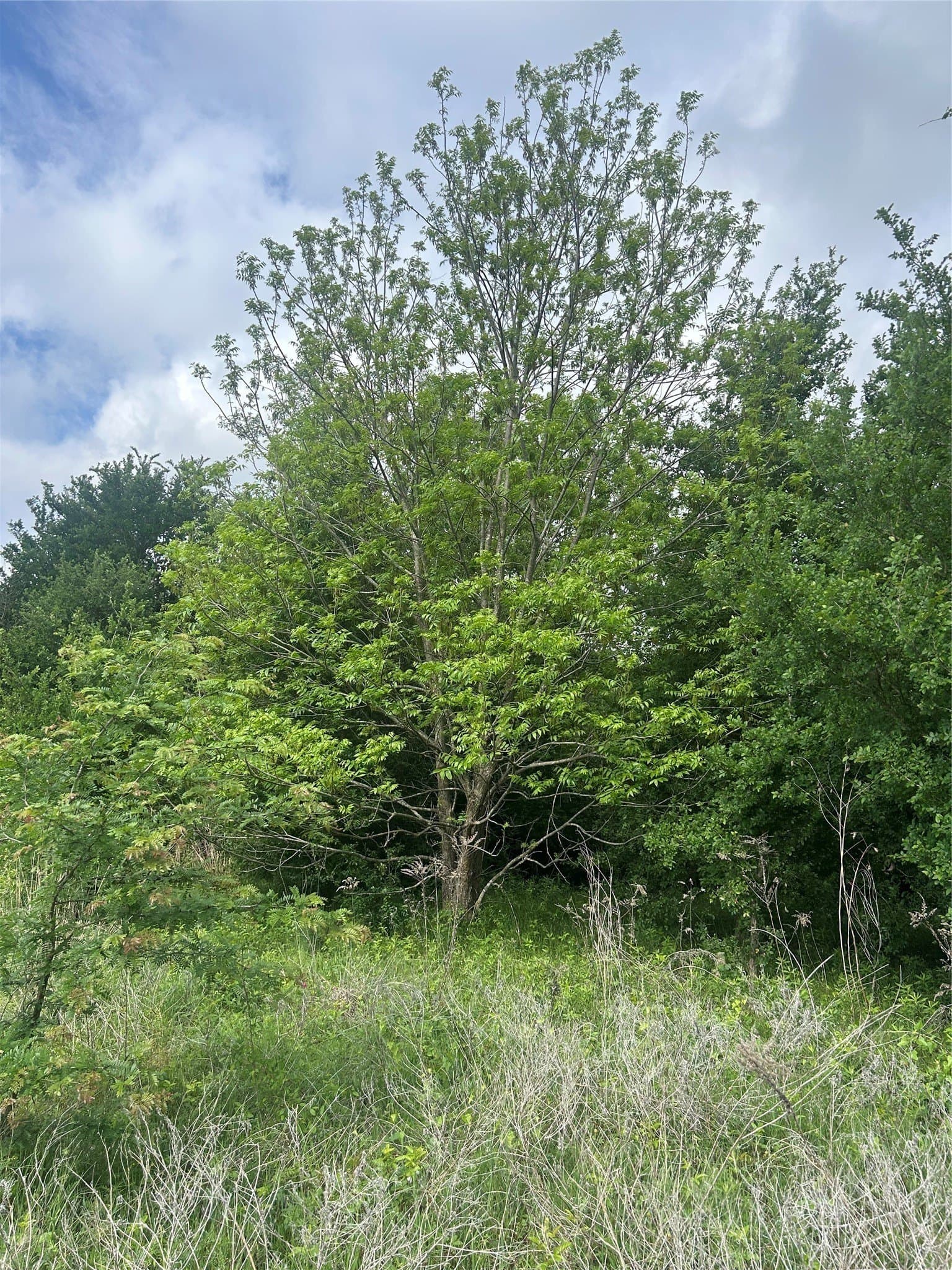 71.46 acres in Hill County - photo 13