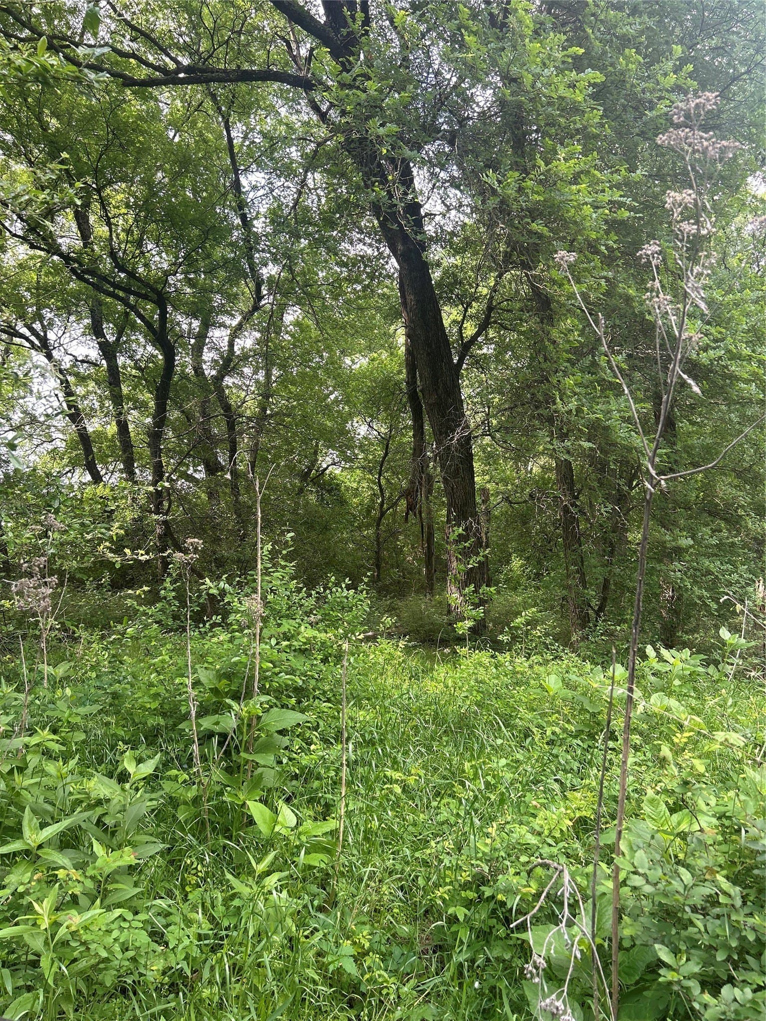 71.46 acres in Hill County - photo 15