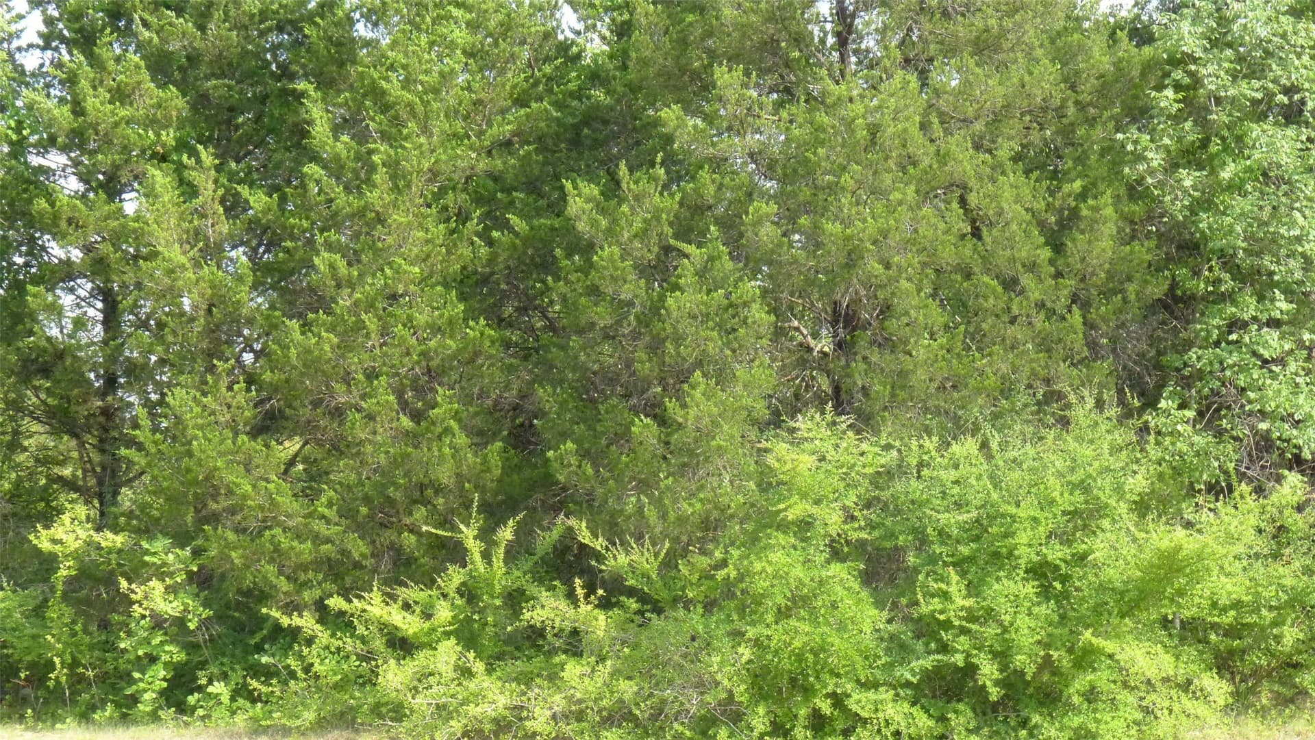 6 acres in Dallas County - photo 7