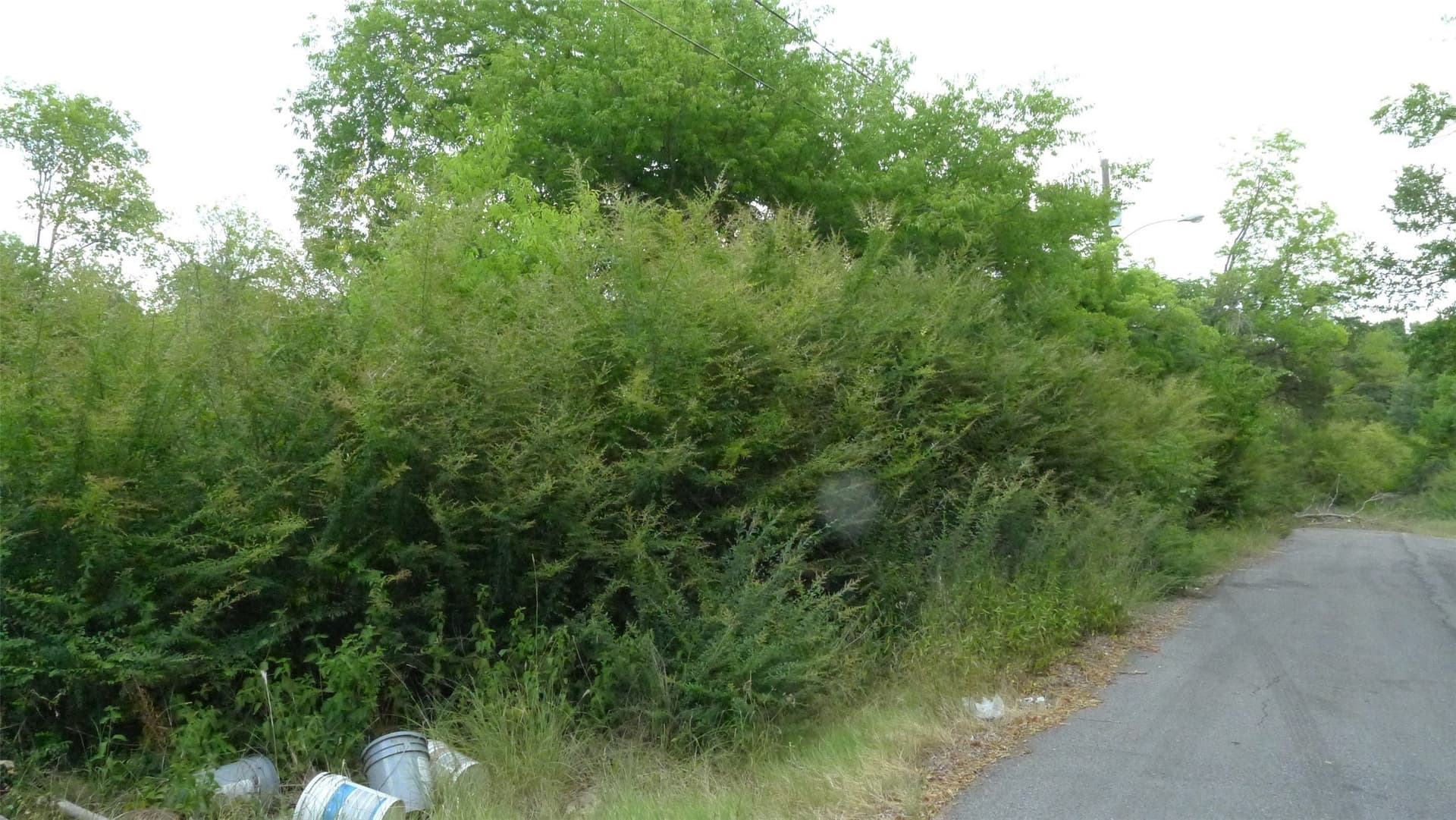 6 acres in Dallas County gallery image 3