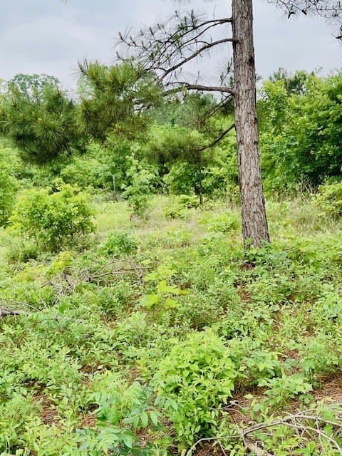 23.67 acres in Wood County featured view