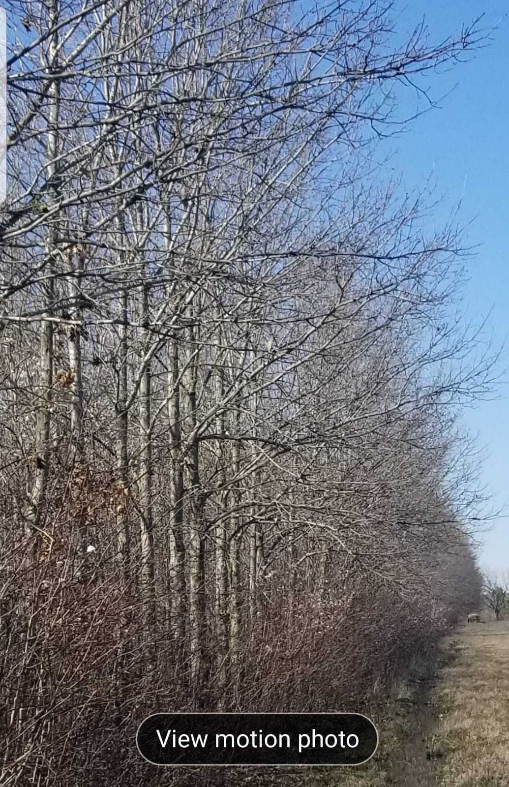 11 acres in Grayson County - photo 8