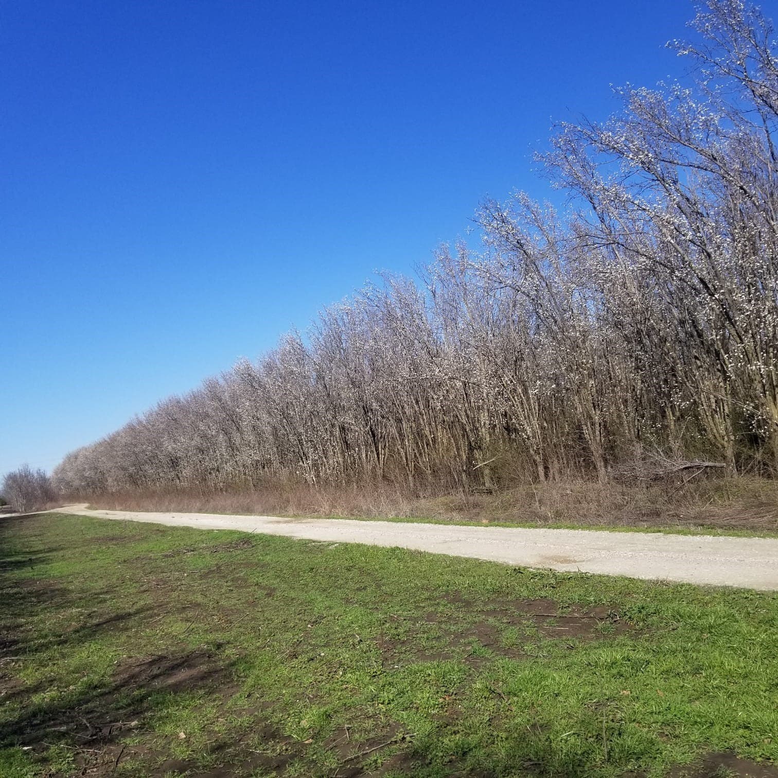 11 acres in Grayson County - photo 6