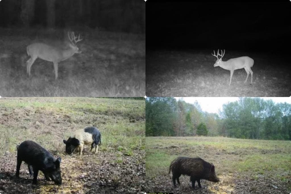 24 acres in Smith County gallery image 2