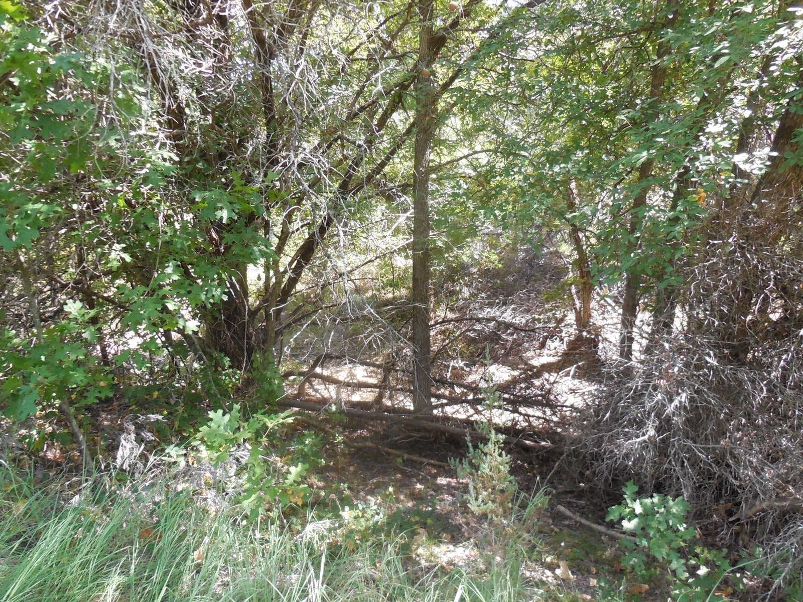 151.99 acres in Eastland County - photo 12