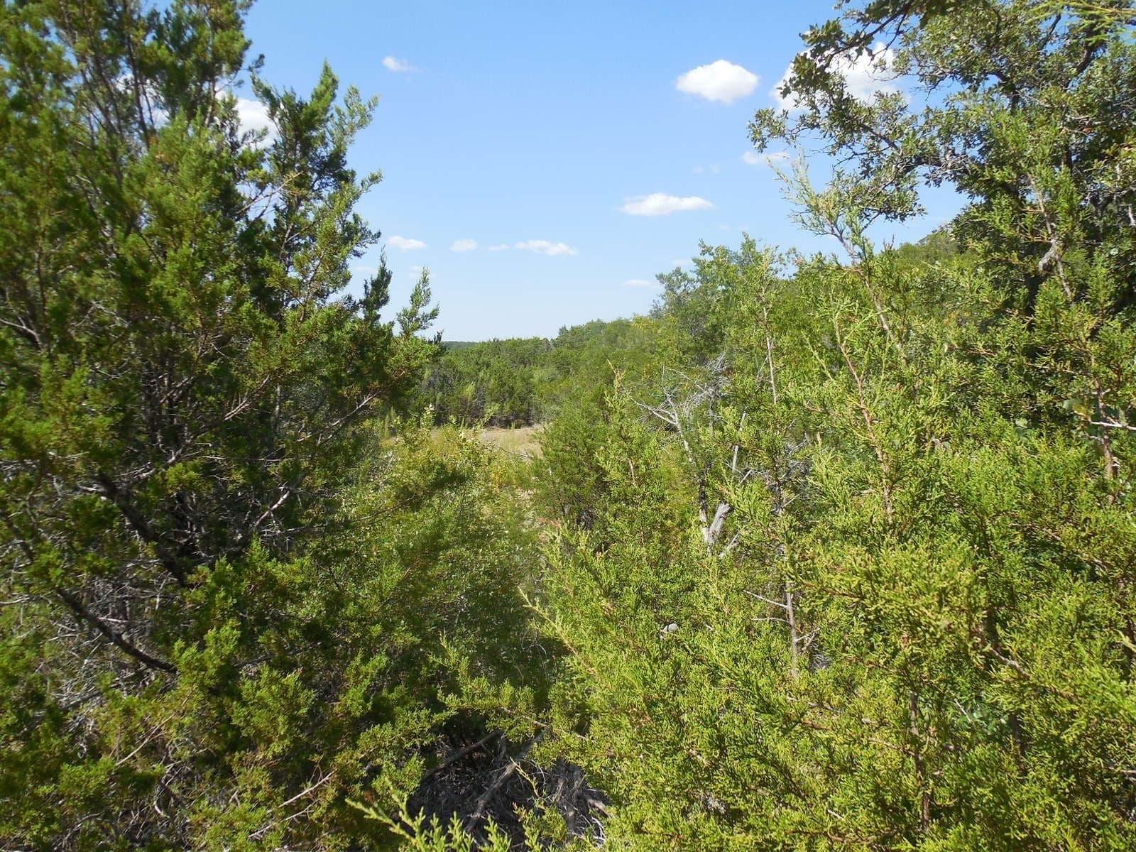 151.99 acres in Eastland County - photo 19