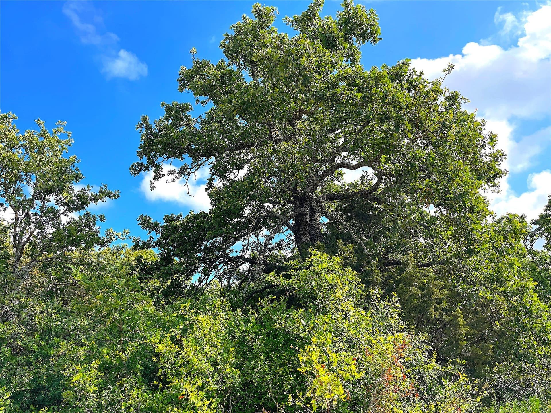50 acres in Parker County - photo 6