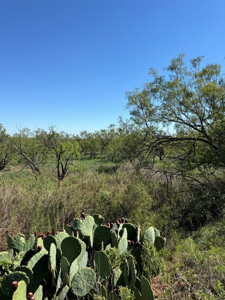70 acres in Scurry County gallery image 4