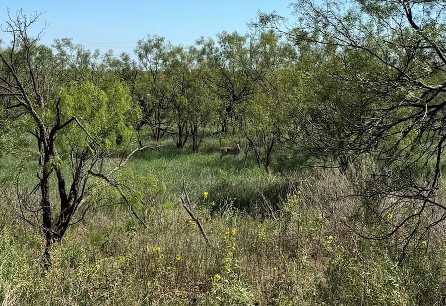 70 acres in Scurry County featured view