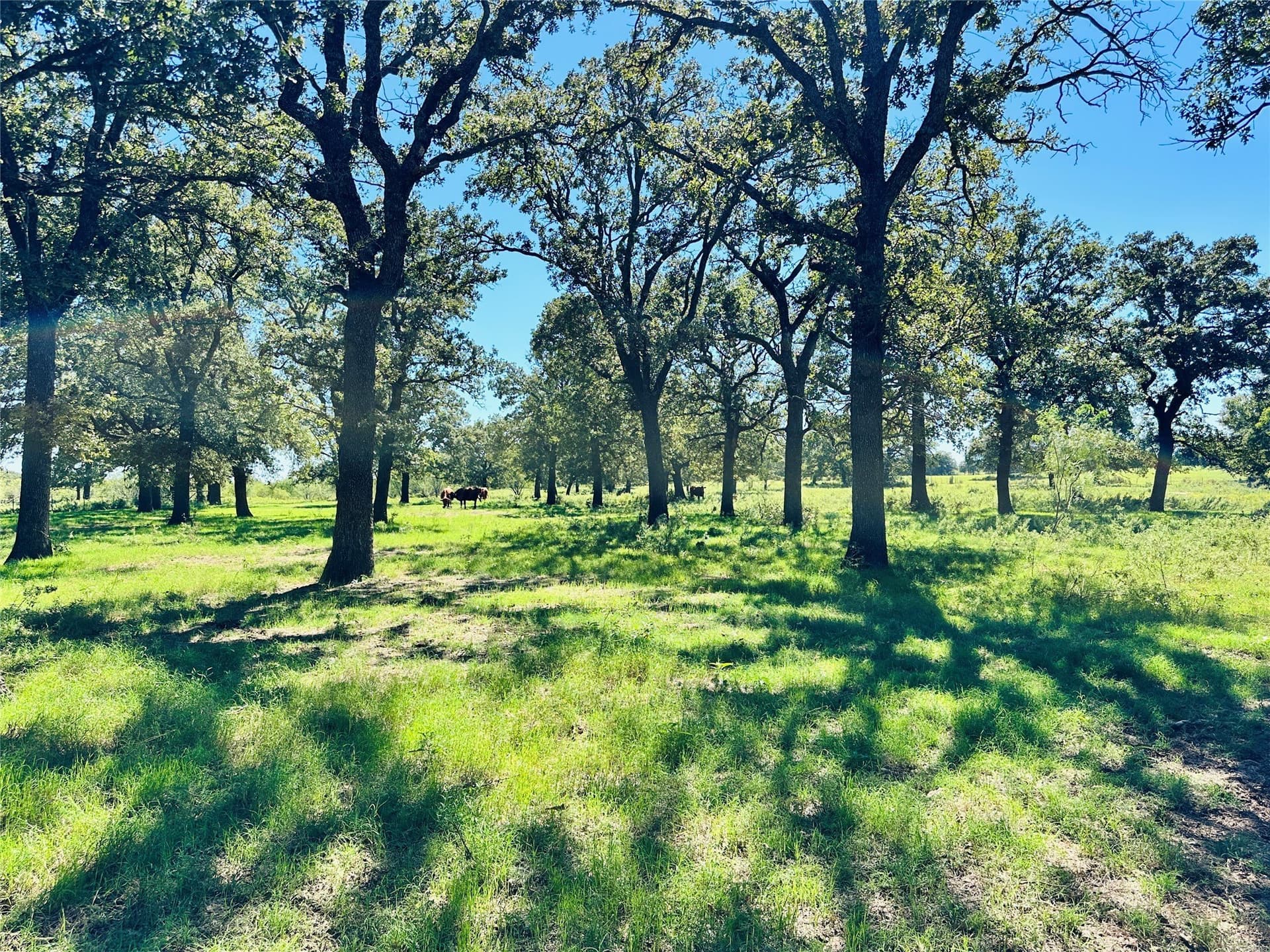 78 acres in Callahan County - photo 8