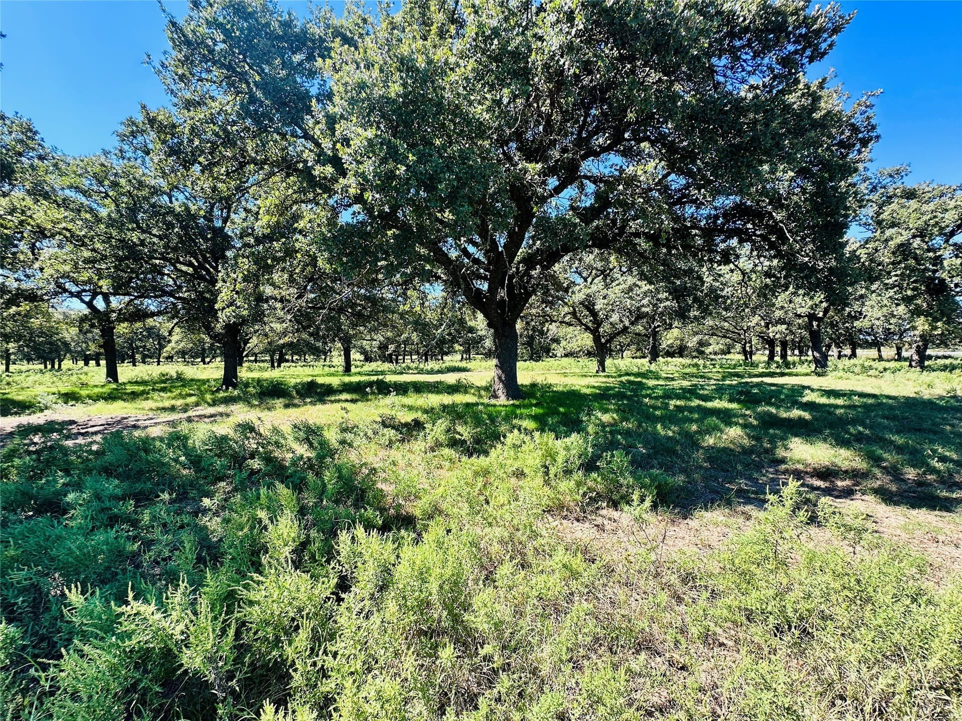 78 acres in Callahan County - photo 5