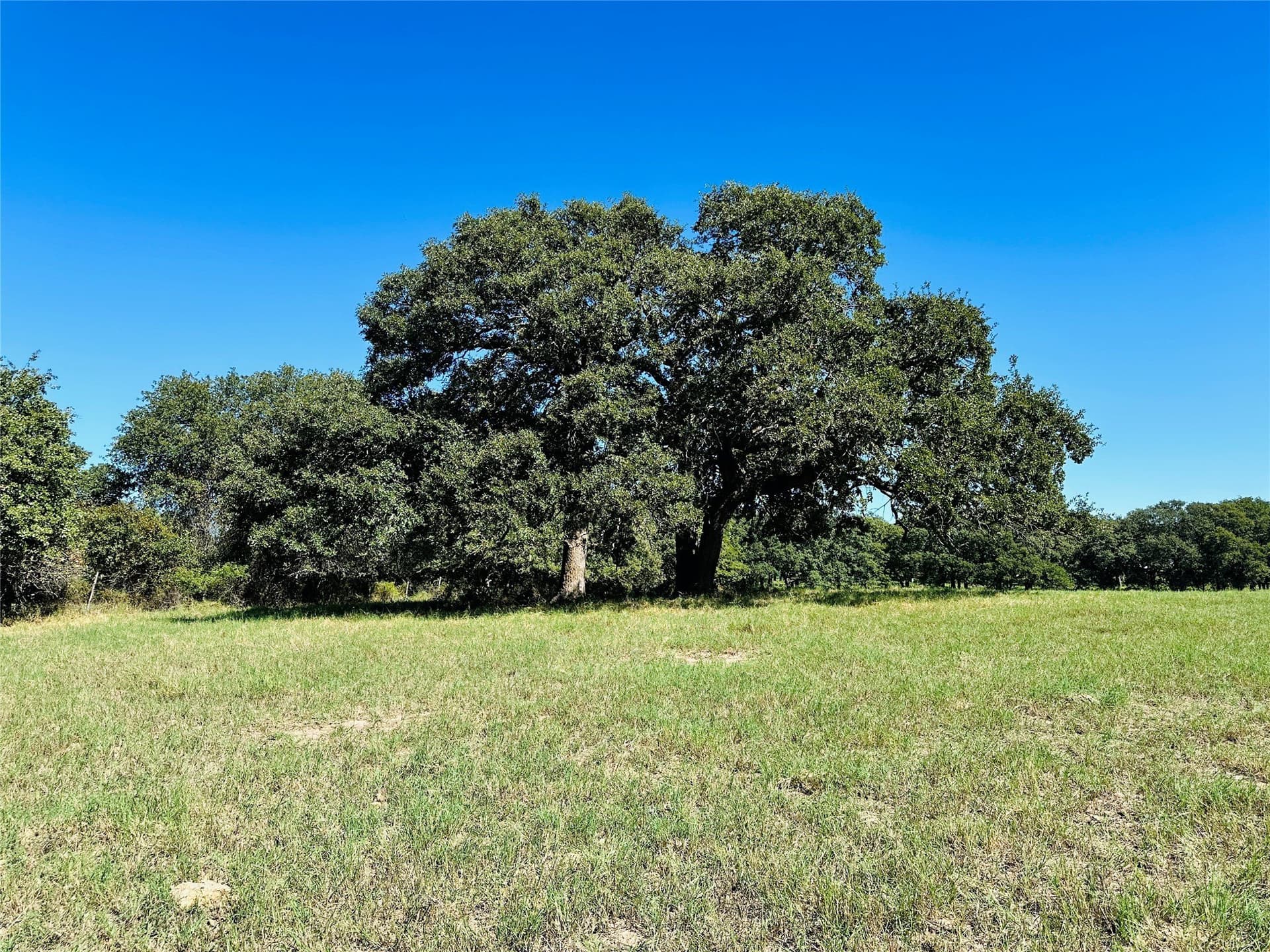 78 acres in Callahan County - photo 29