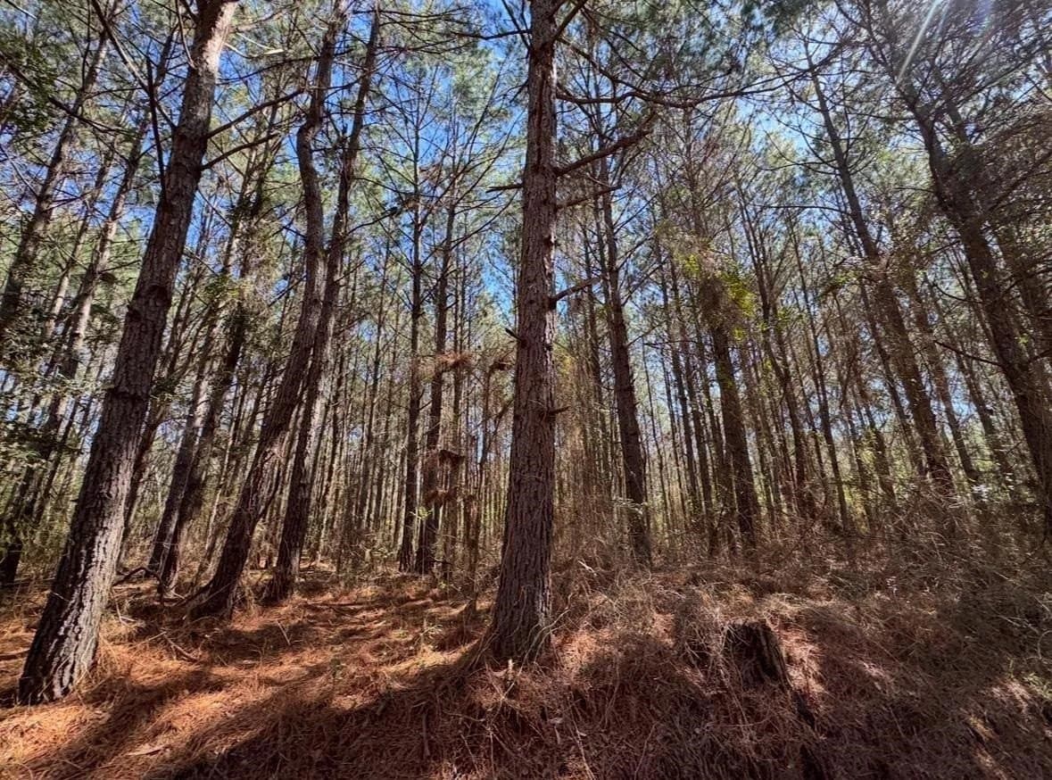 3.2 acres in Texas County - photo 8