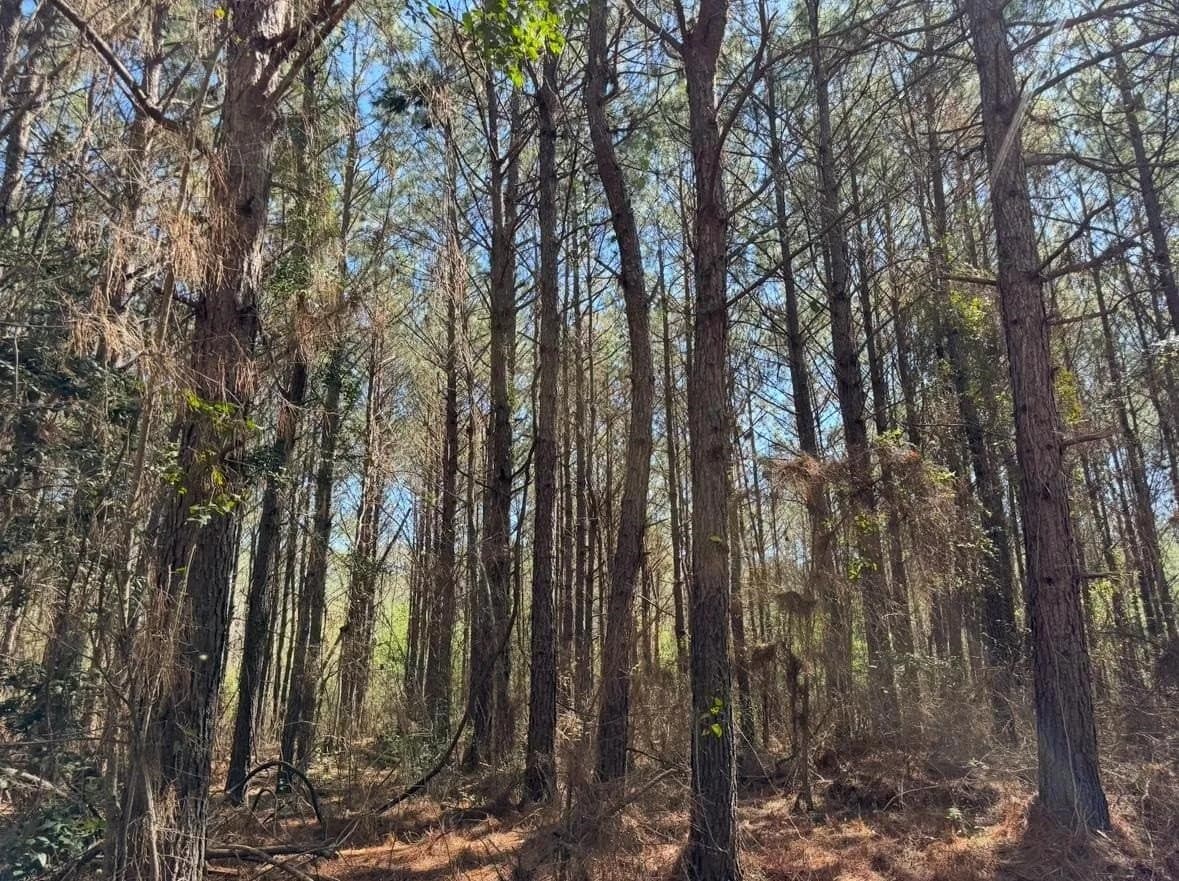 3.2 acres in Texas County - photo 6