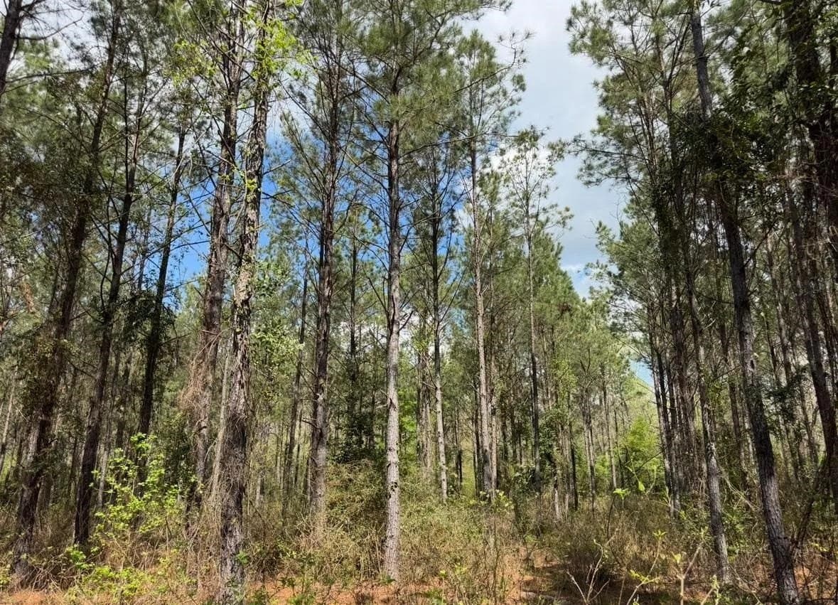 3.2 acres in Texas County - photo 7