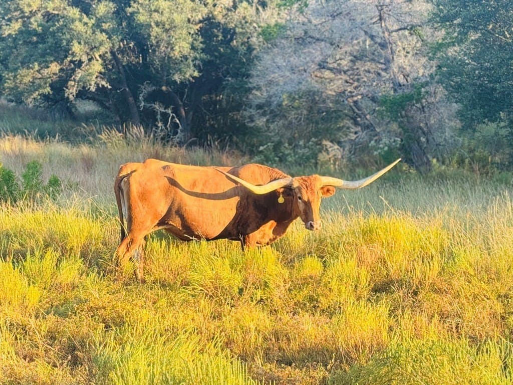 5.36 acres in Blanco County featured view