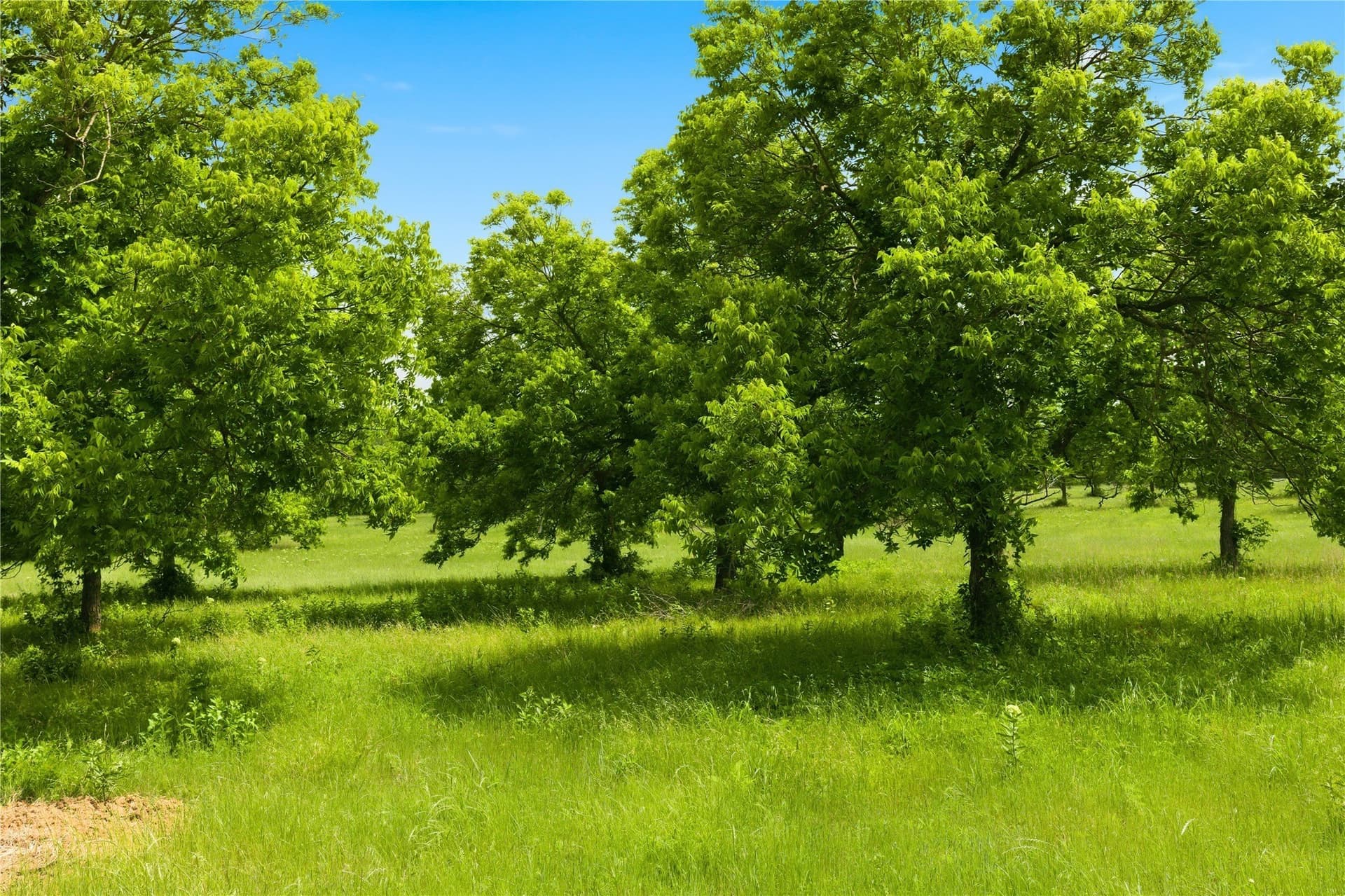 1.38 acres in Hunt County gallery image 2