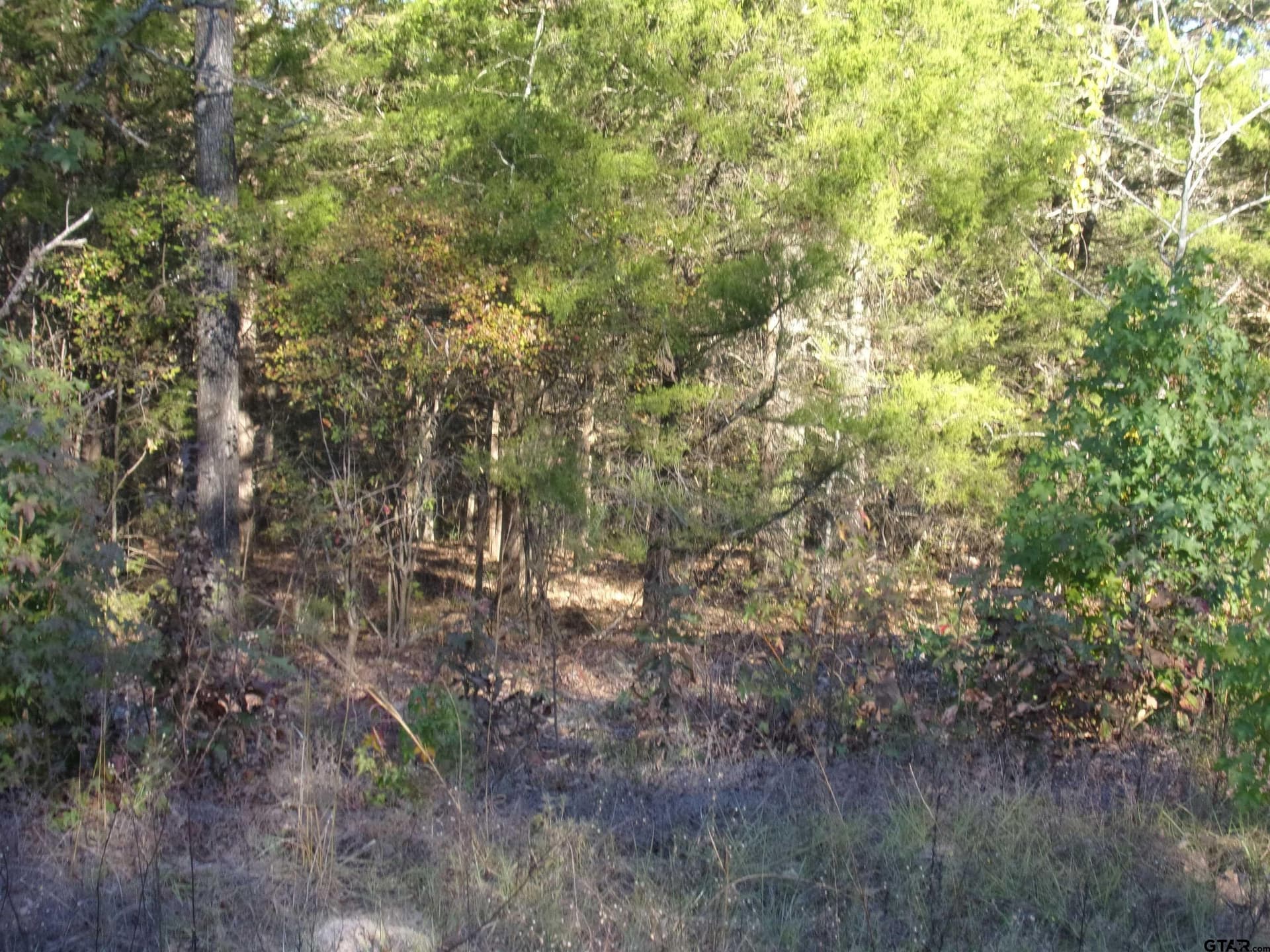 0.55 acres in Van Zandt County gallery image 4