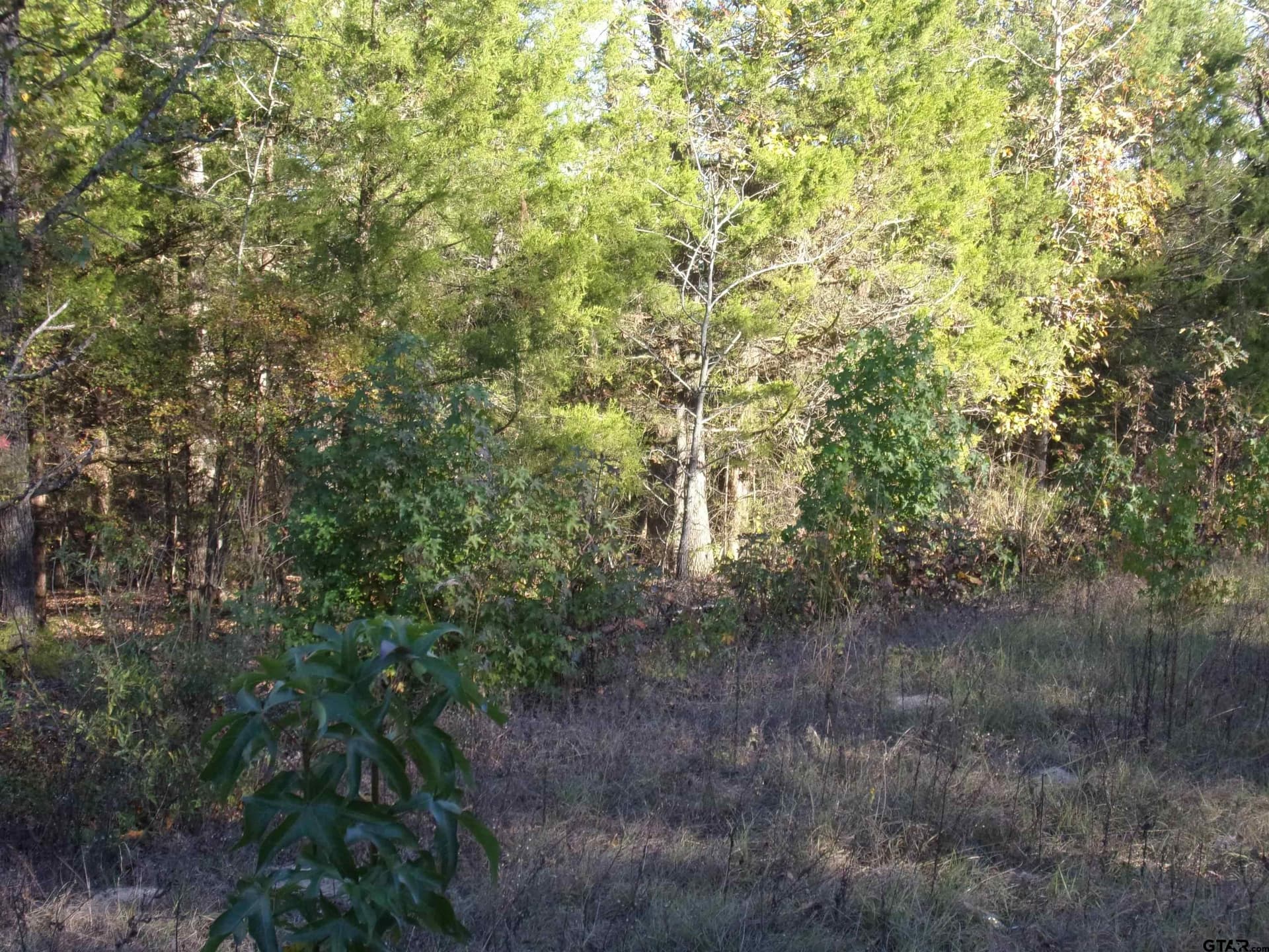 0.55 acres in Van Zandt County gallery image 3