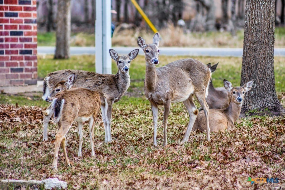 0.31 acres in Bell County gallery image 2
