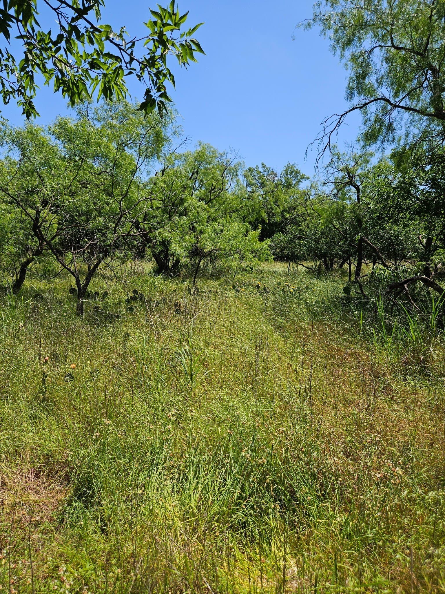 11.94 acres in Eastland County - photo 7