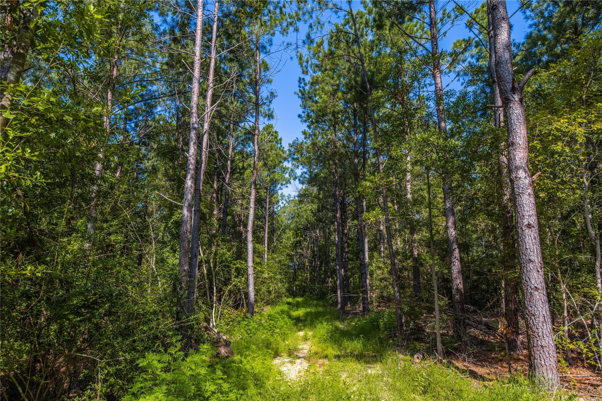 34.91 acres in Cherokee County - photo 8