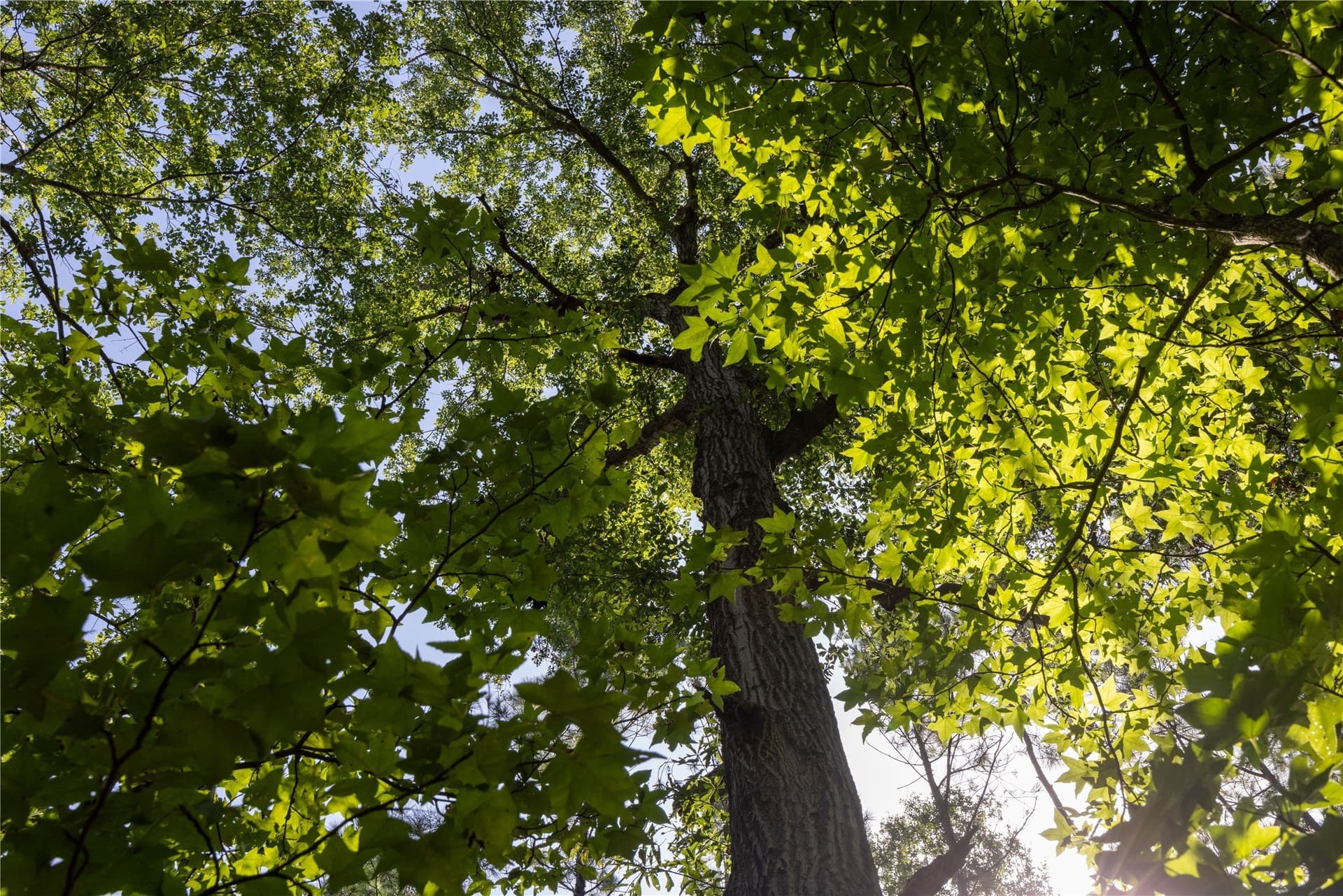 34.91 acres in Cherokee County - photo 19
