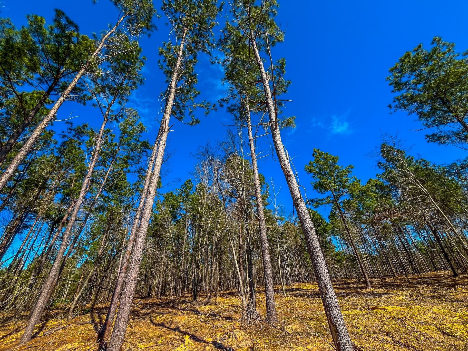 34.91 acres in Cherokee County - photo 25