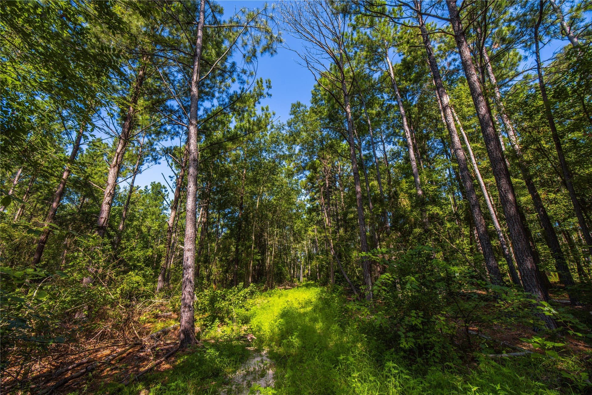 34.91 acres in Cherokee County - photo 17
