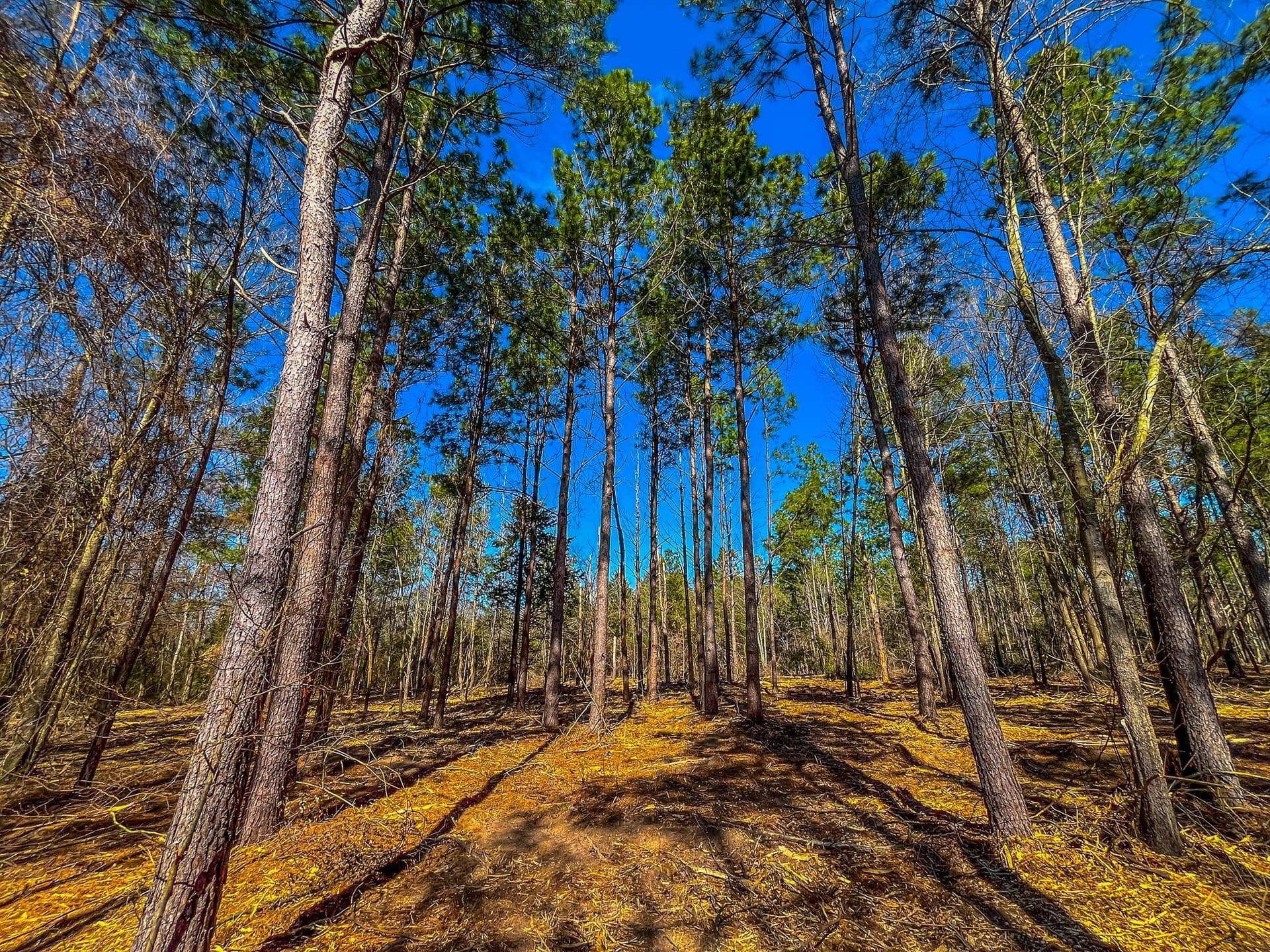 34.91 acres in Cherokee County - photo 26