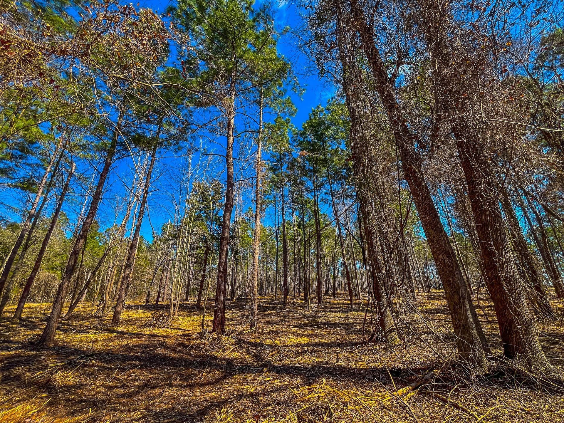 34.91 acres in Cherokee County - photo 28