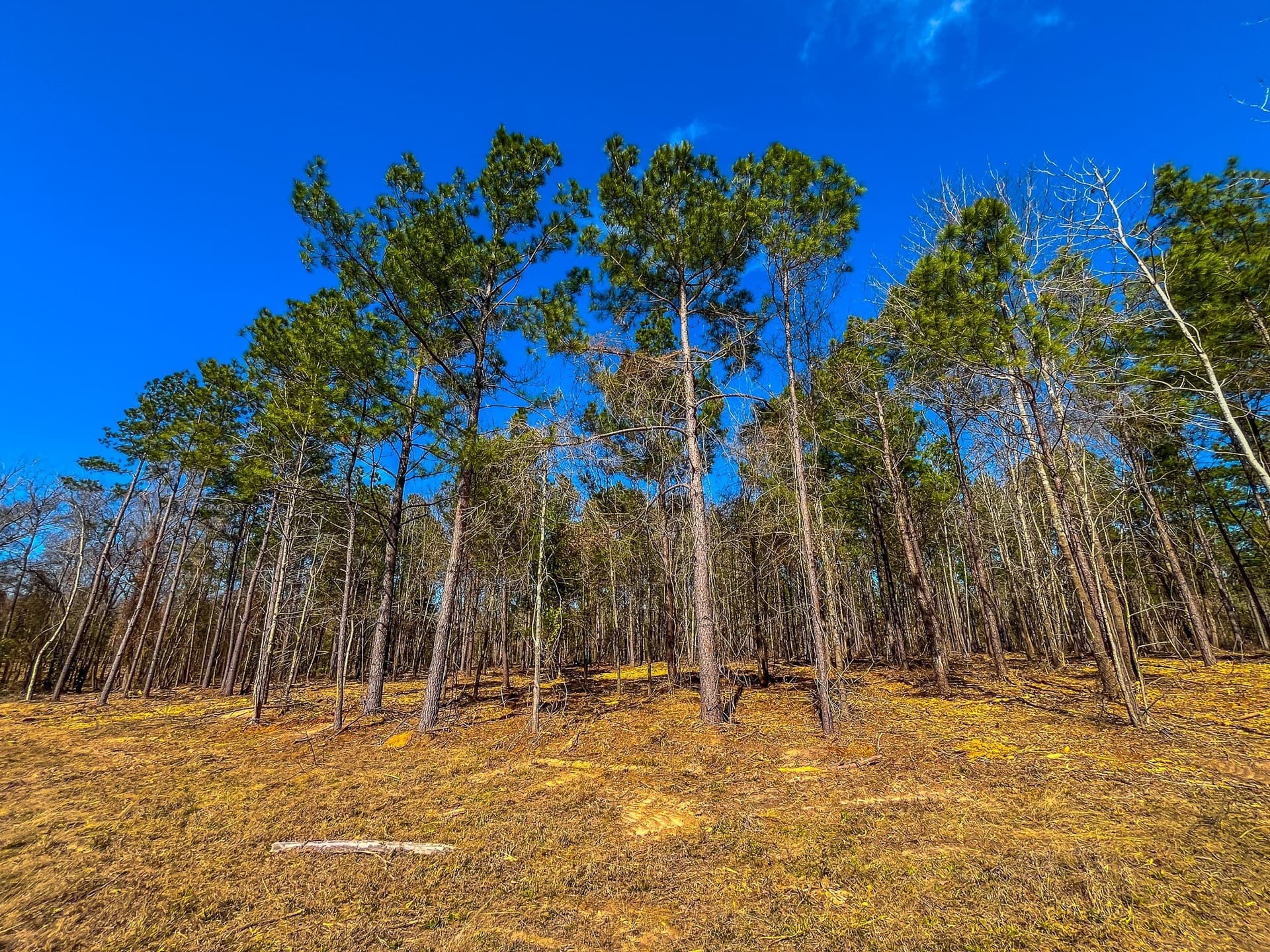 34.91 acres in Cherokee County - photo 24