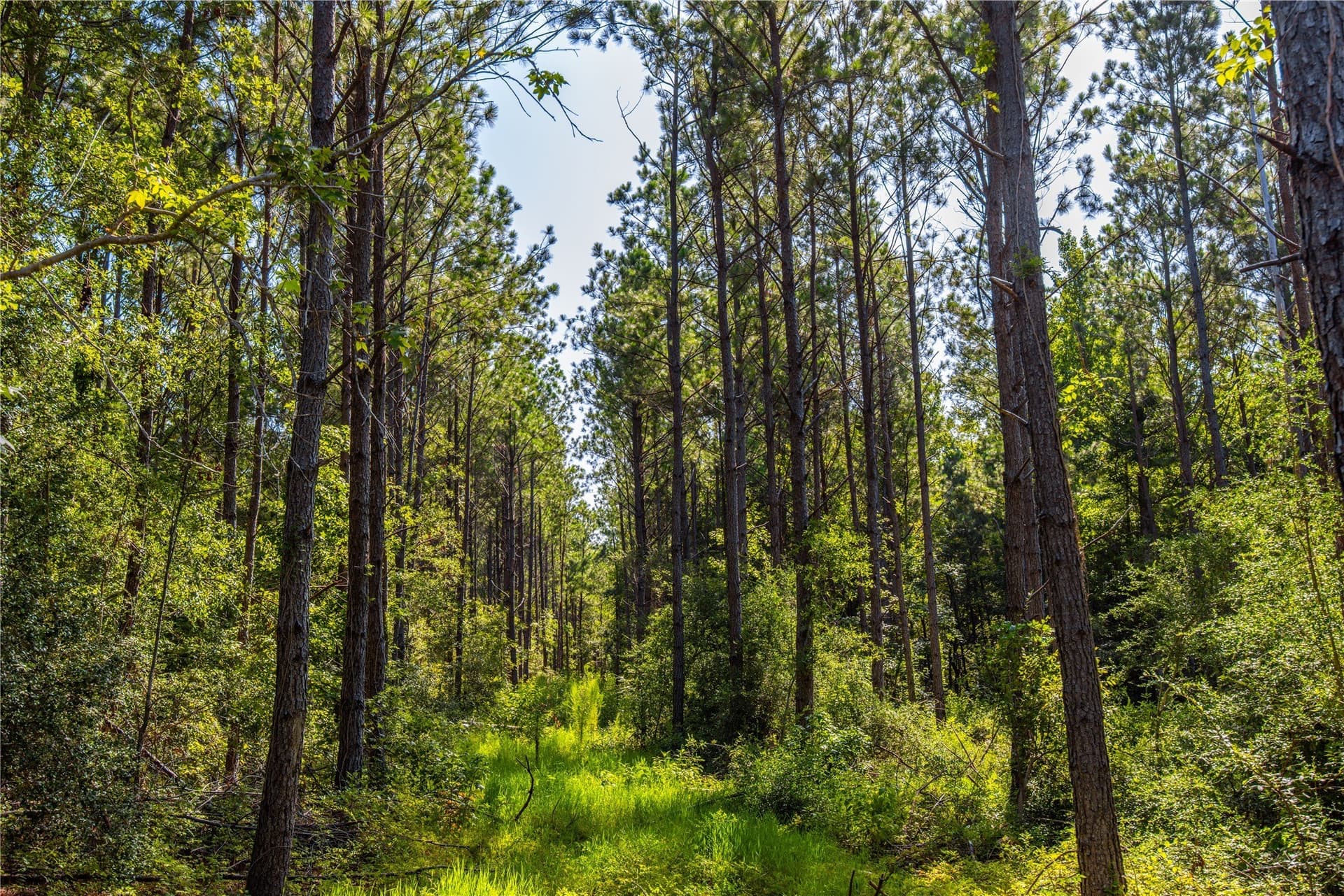 34.91 acres in Cherokee County - photo 3