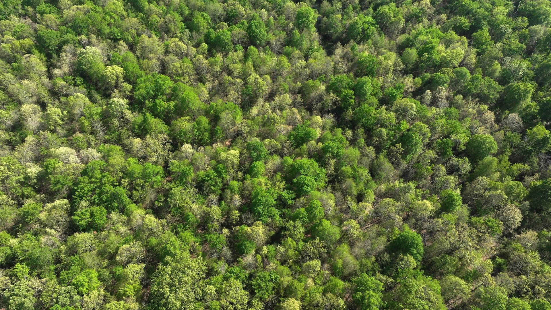 69.34 acres in Lamar County - photo 8