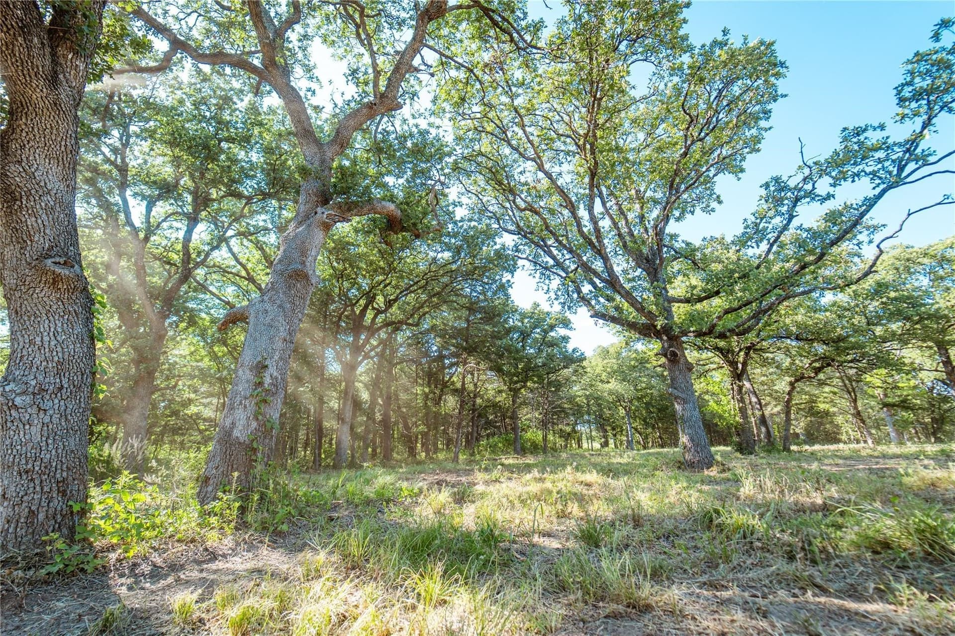 1 acres in Cooke County gallery image 4