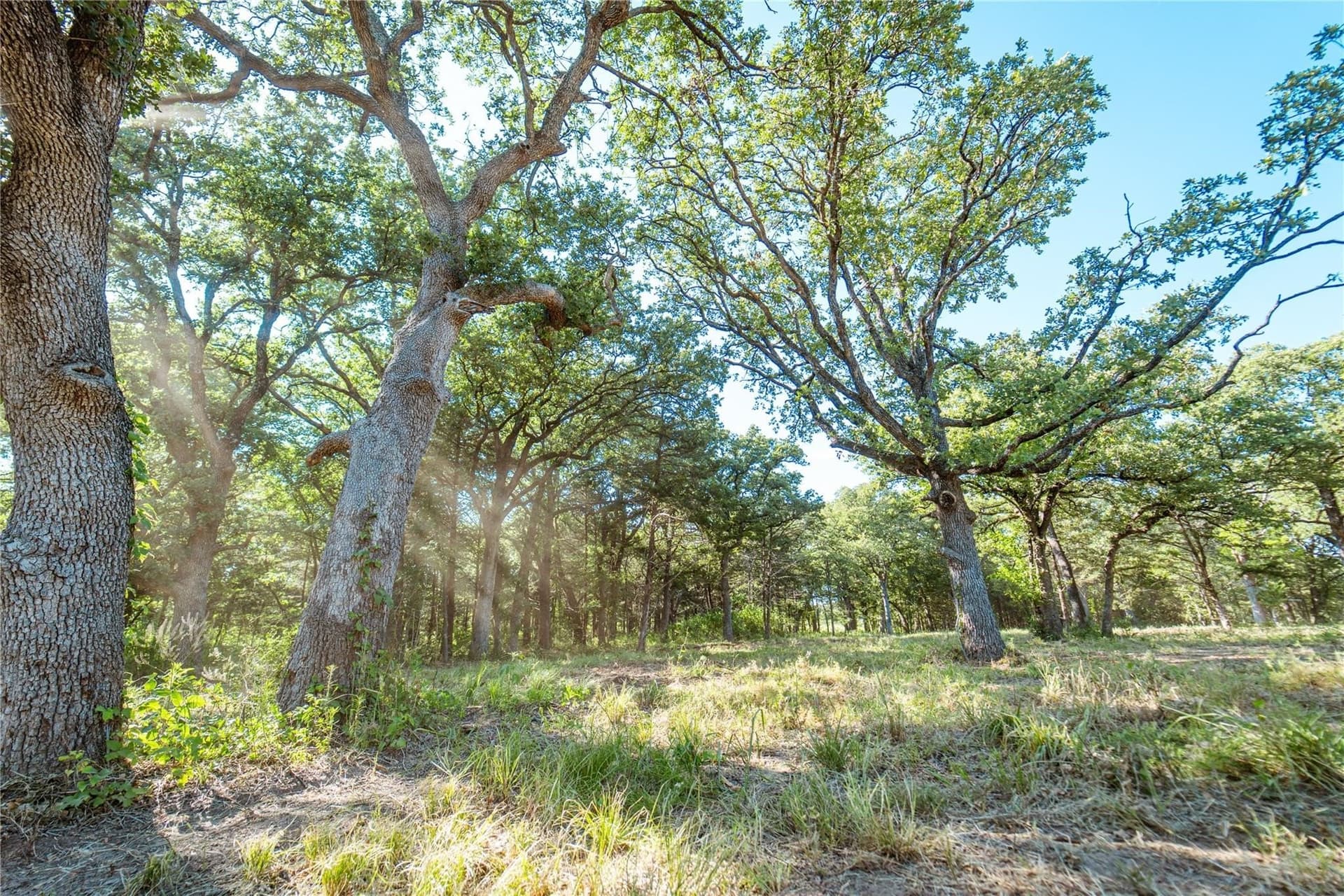 1 acres in Cooke County - photo 12