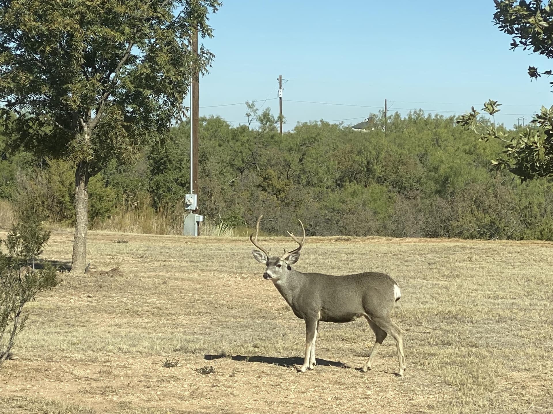 10.7 acres in Garza County gallery image 4