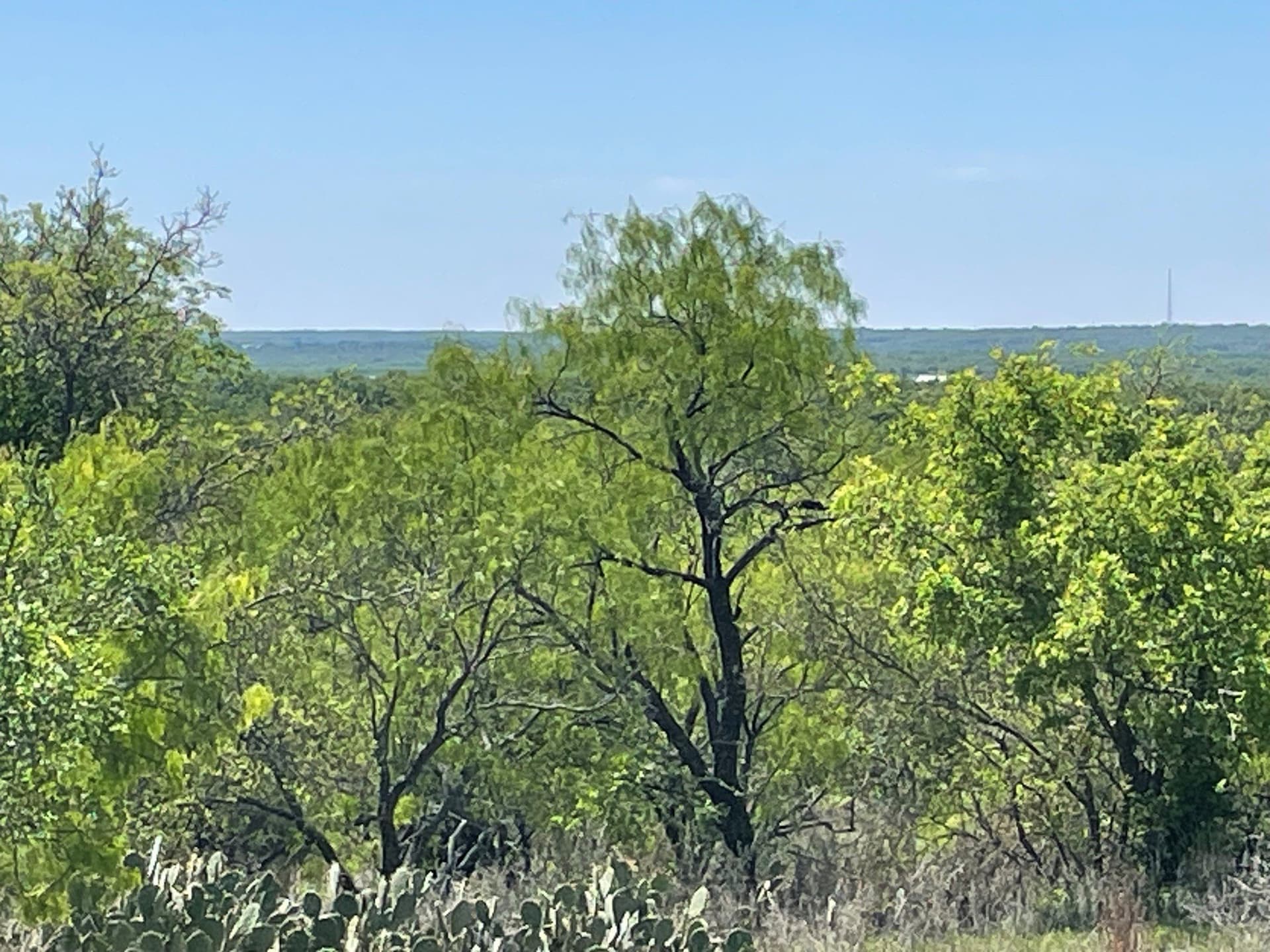 10.02 acres in Eastland County - photo 10