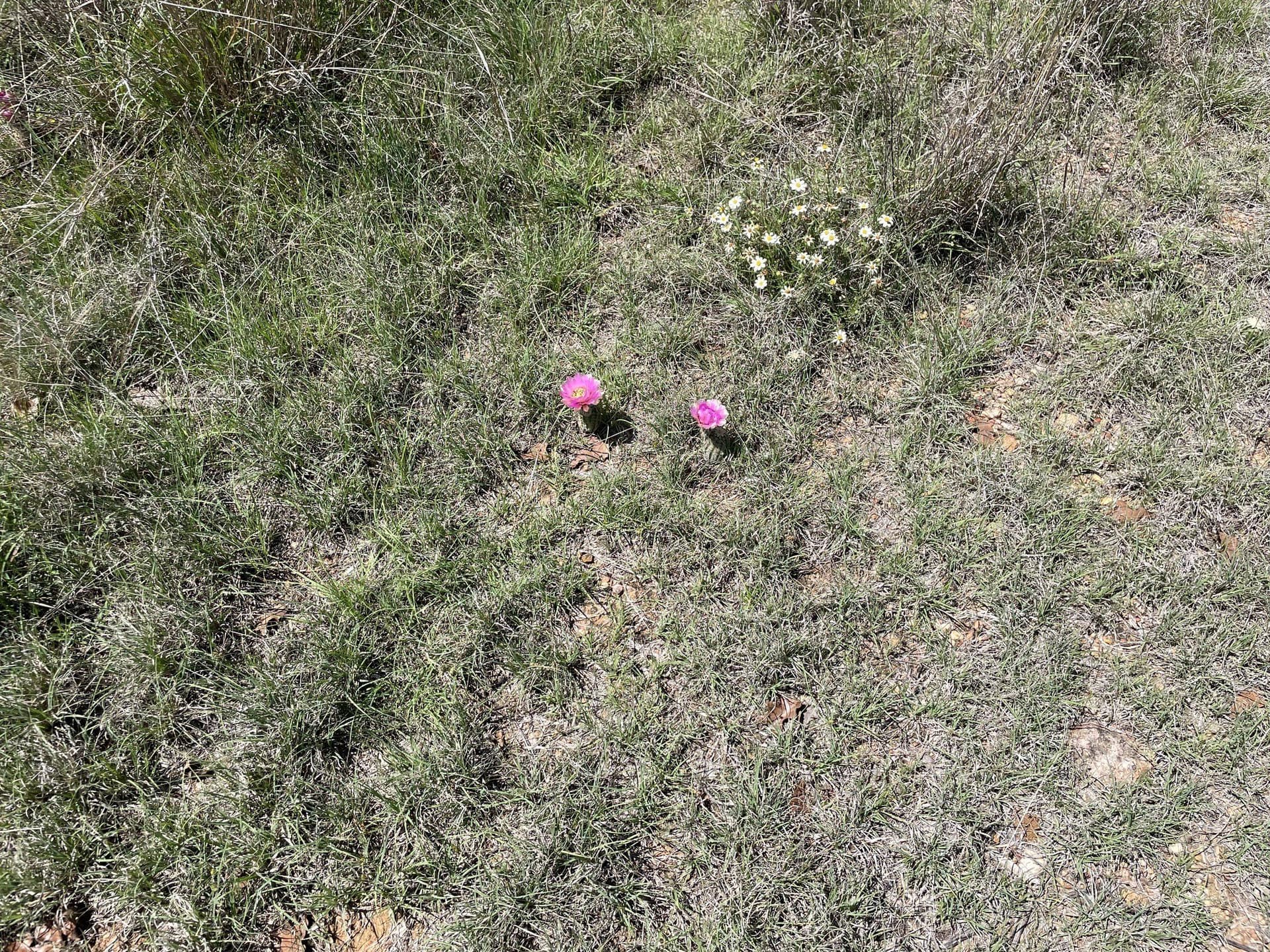 10.02 acres in Eastland County - photo 4