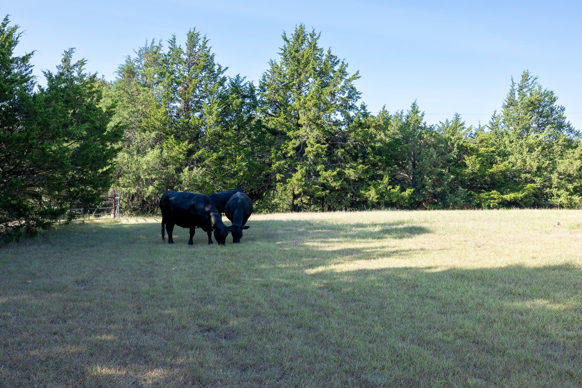 6.16 acres in Grayson County - photo 6