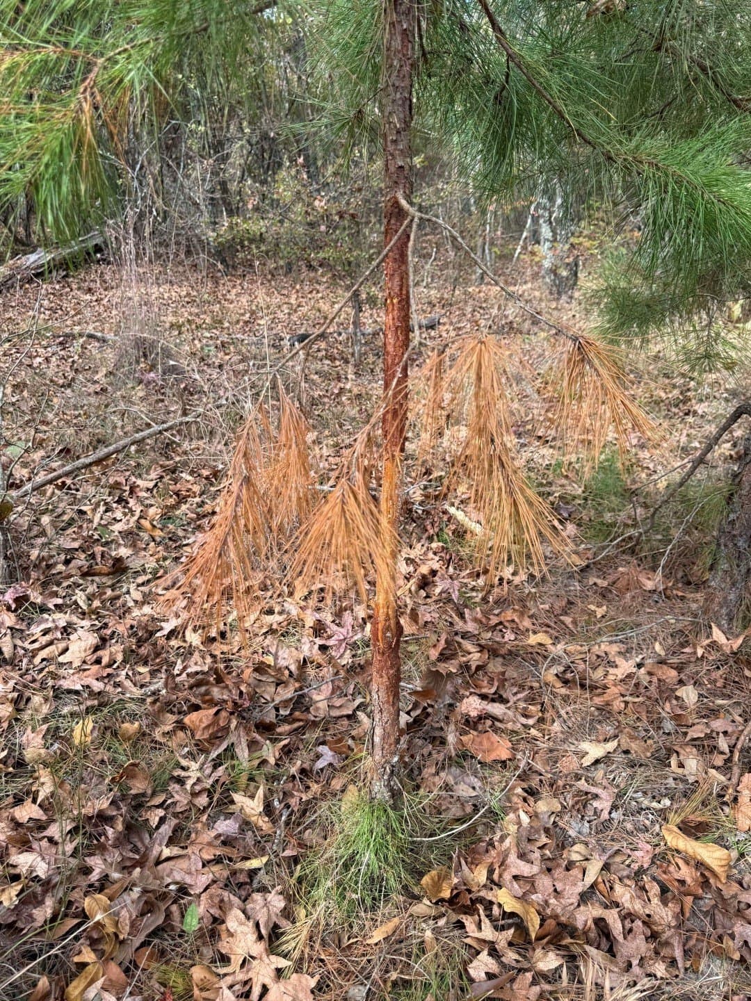 132.07 acres in Upshur County - photo 32