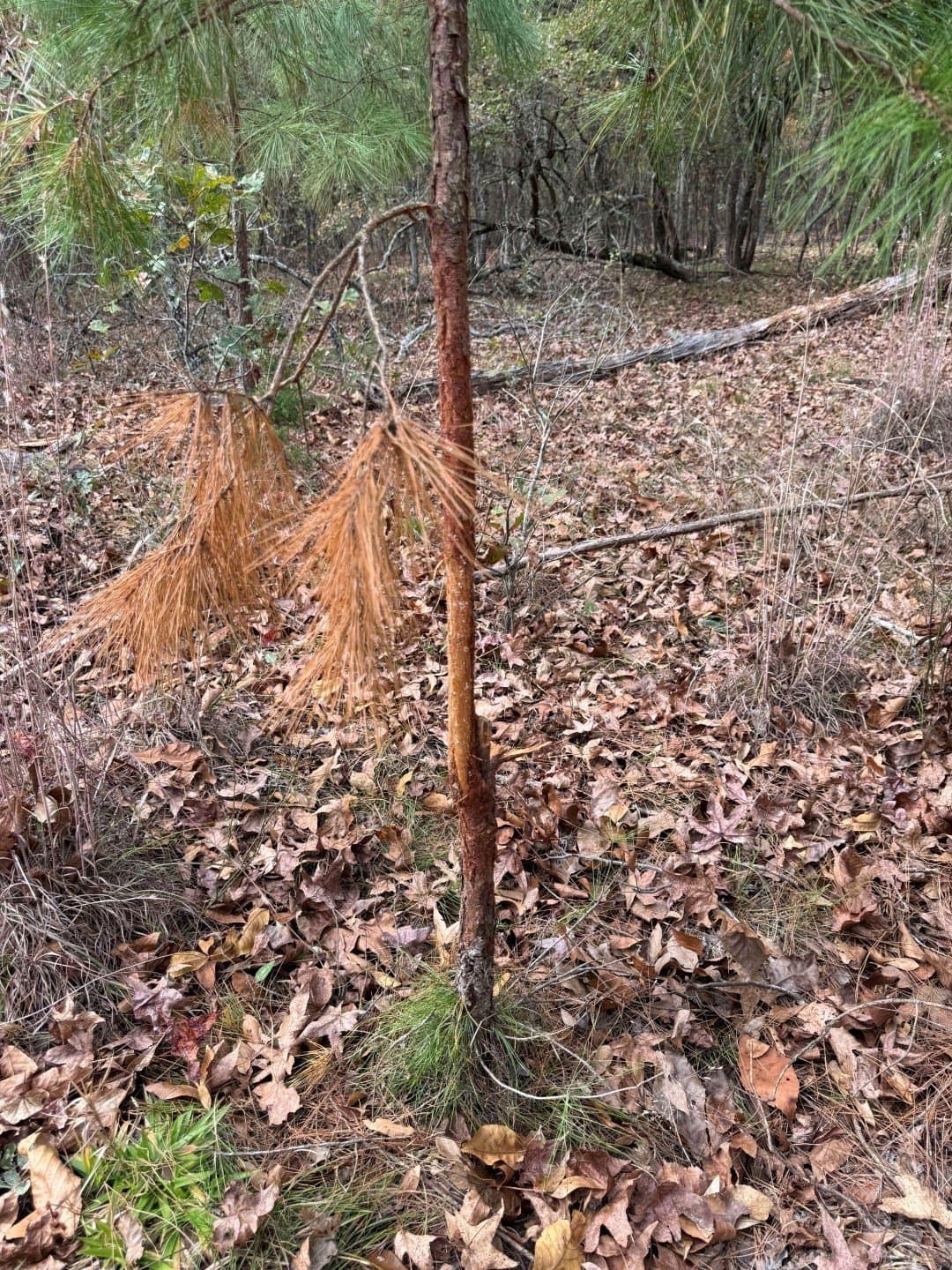 132.07 acres in Upshur County - photo 31