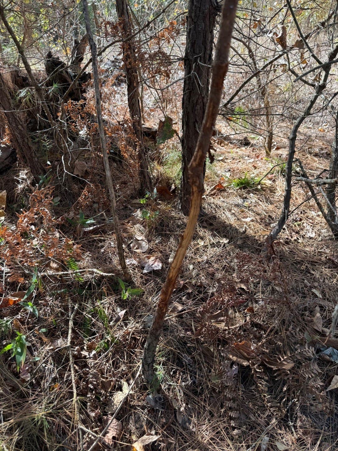 132.07 acres in Upshur County - photo 29